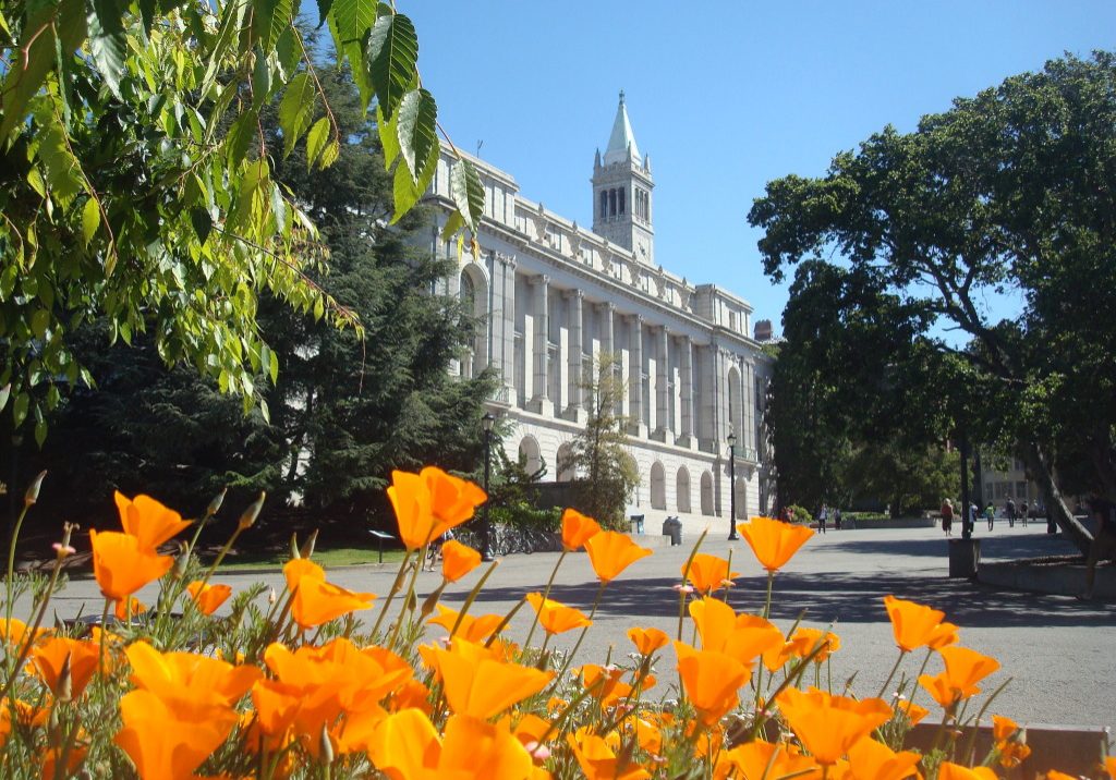 California poppies in bloom with Wheeler Hall in the background.